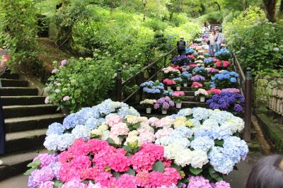 大和三大観音 あぢさゐ回廊【1】長谷寺編（桜井市）