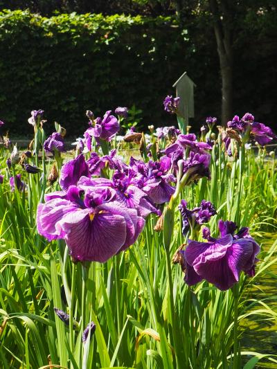 須磨離宮公園の花菖蒲