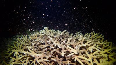 19年振りに座間味島へ 目的はサンゴの産卵狙いにチャレンジ!①