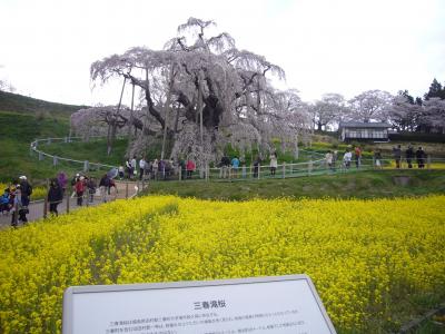 福島へ花見旅（三春の滝桜、鶴ヶ城など）