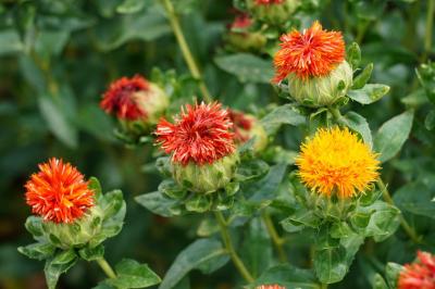 桶川の紅花に会いに行く