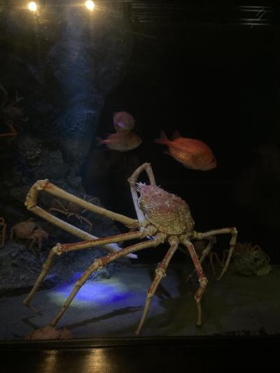 ぷらっと竹島水族館