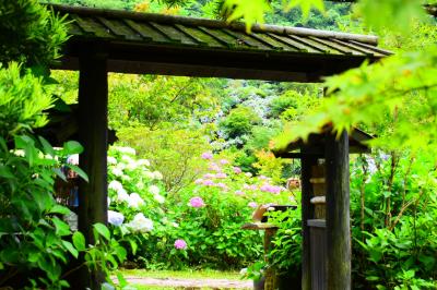 新緑と紫陽花の『東雲の里』