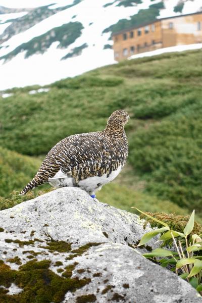 2023年6月立山黒部アルペンルート　その３～雷鳥を探して…