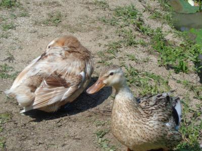 山ノ頭蓮園2023+平山温泉でちょっとだけ紫陽花