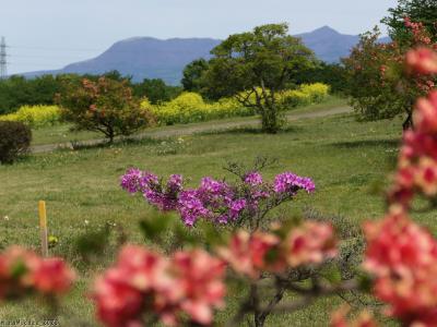 「大室公園」のツツジと菜の花_2023_規模は大きくありませんが、見頃でした（群馬県・前橋市）