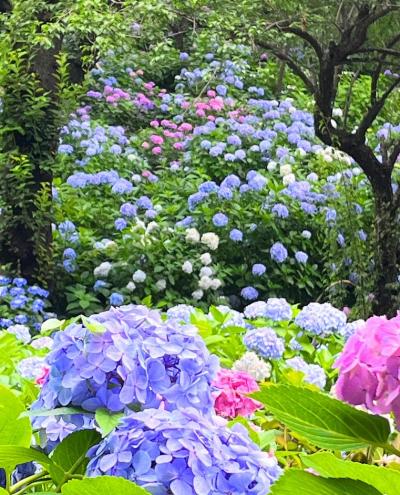 あじさい寺　川崎　妙楽寺