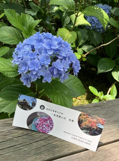 紫陽花の季節の「一条恵観山荘」@鎌倉