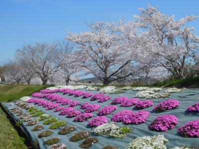 ２０２３年４月　山口県・宇部市　二俣瀬お花見のんびりウォーキング　春の収穫体験