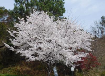 ２０２３年4月　山口県・宇部市　丸山ダムの桜　ちょっと寄り道