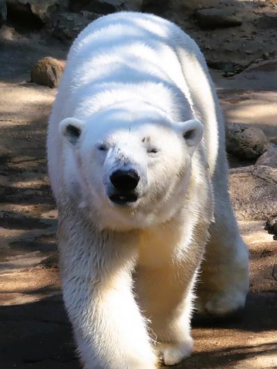 横浜14　よこはま動物園〈ズーラシア〉ｂ　ホッキョクグマ　☆アザラシが主食・遊泳は得意