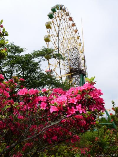 「華蔵寺公園」のツツジ_2023_4月24日は見頃終盤でしたが、綺麗に咲いていました（群馬県・伊勢崎市）