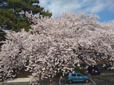 2023.04 【春旅】桜を求めて仙台彷徨い町歩き