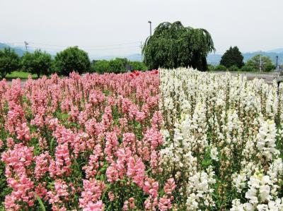 信州・長野　国営アルプスあずみの公園散策にてリフレッシュぶらぶらドライブ旅ー２