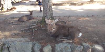 ビッグ関西旅　2日目　奈良公園編