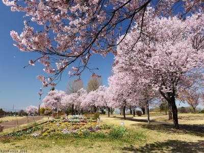 「伊勢崎西部公園」のサクラ_2023_3月22日には一部散り始めてましたが、まだ見頃でした（伊勢崎市）