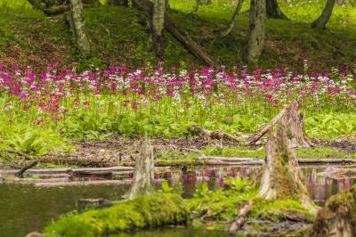 梅雨に盛期を迎える紫陽花とクリンソウを訪ねて