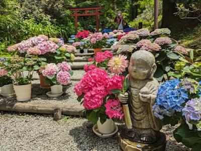 大和三大観音 あぢさゐ回廊【2】岡寺編（明日香村）