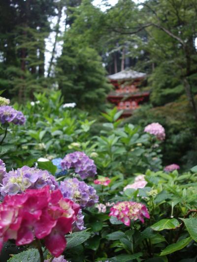 岩船寺までアジサイを見に。小雨の中，しっとりと。