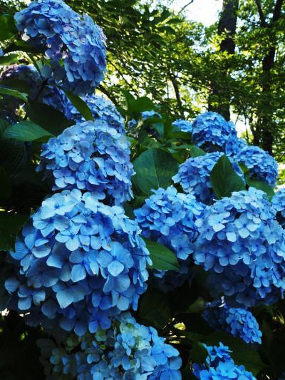 あじさいの散歩道