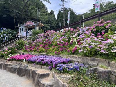 紫陽花堪能の半日トリップ