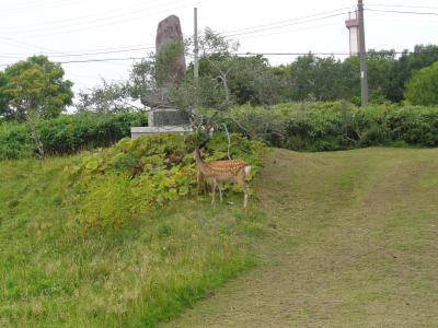 猫探し【北海道（稚内・Wakkanai）編】その１