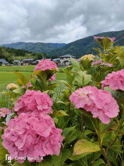 アジサイの全長寺から木之本地蔵院へ