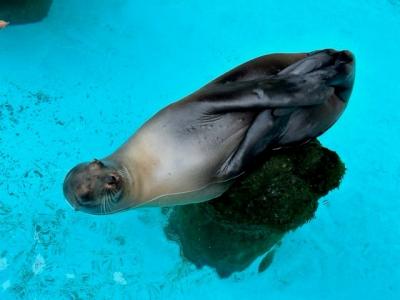 念願の桂浜水族館に行ってきた