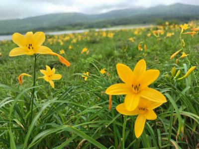 ニッコウキスゲの咲く雄国沼へ。