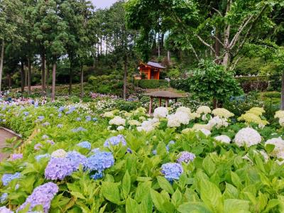 2023年6月　紫陽花の三室戸寺から世界遺産の宇治上神社と平等院まで歩きました　茶そばもね