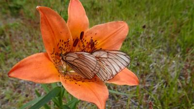 6月道東　鮭が飛ぶ滝、蝶が舞う原生花園、イソツツジの絨毯の硫黄山　オホーツクの旅３