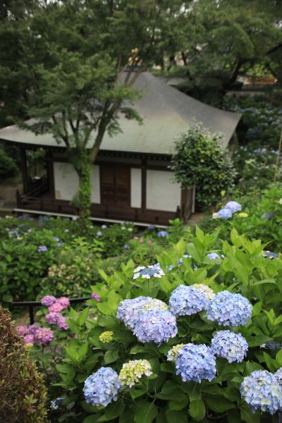 早尾山妙楽寺の紫陽花と生田緑地散策