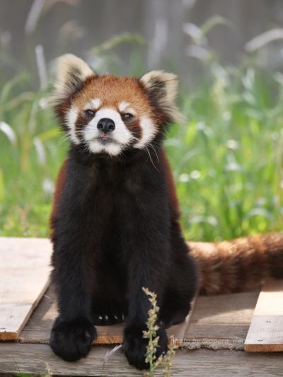 【レッサーパンダ遠征記】初夏の大島訪問と富士サファリパーク３泊４日（２）ピースケ久しぶり！