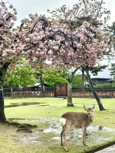 桜は散っていたけど、若葉が気持ちよかった吉野、奈良