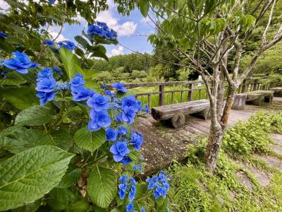 梅雨の合間に宇陀の大野寺、滝谷花しょうぶ園へ