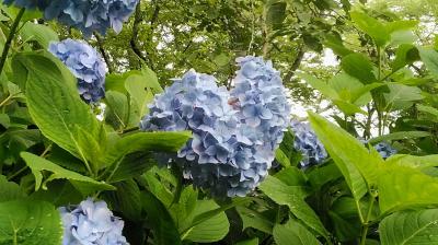 2023年仙台～船岡城址～日本三景松島の艶やかな紫陽花と庭園めぐり　トップ画像はハートの紫陽花