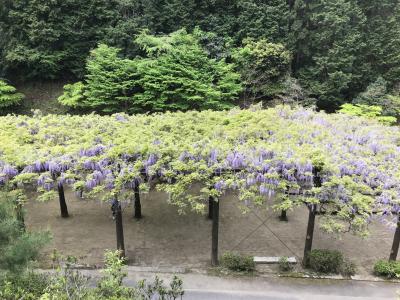 藤の花を見に、宇治から福知山へ日帰りドライブ！思ったよりも遠かった。