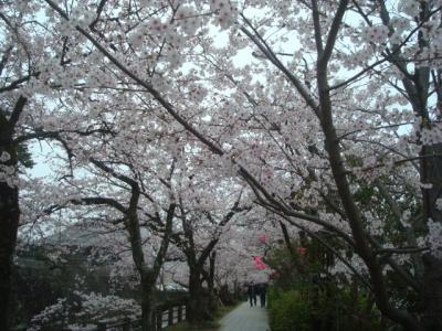 桜を見るために小田原城へ。ついでに周辺で桜散歩（西海子小路・大蓮寺）。