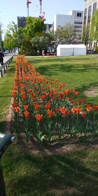 大通公園散策