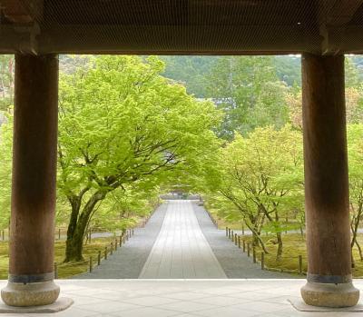 2023年春の京都⑰ "ウェスティン都ホテル～南禅寺～永観堂～泉屋博古館～インクライン" を早朝街歩き。京都は、"春の青もみじ" も美しい！