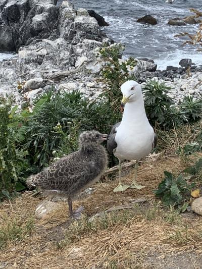 豊富温泉行くため5泊6日 天売島 秩父別温泉 てしろ夕映 ニュー温泉閣ホテル はぼろ温泉 ほろしん温泉 オロロンライン 稚内白い道！③完