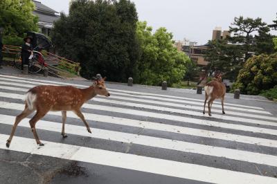 2023年GWの京都・伊賀・奈良　その３　雨の奈良観光