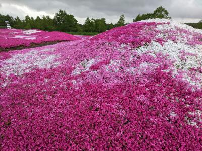 2023.5 北海道 この季節の花めぐり② 俱知安の芝桜
