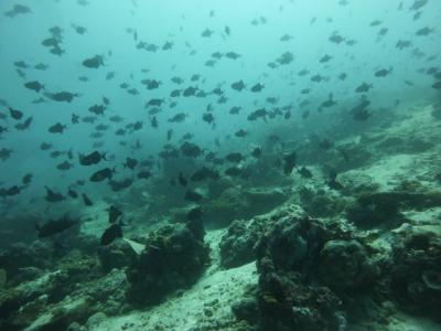 アニラオダイブ／①海の中にもコロナ禍か？ 海中の景色が様変わり