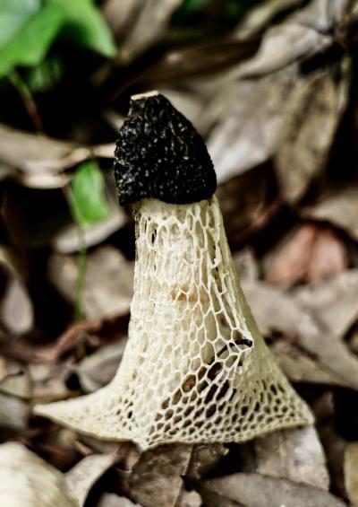 Japan　昭和記念公園にキヌガサタケを見に行った　～ミツバチばあやの冒険～