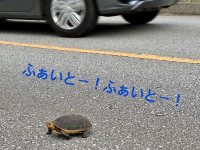 かめへんかめへん、渡ってかめへん～助けたカメに無視されて～【宮古島後編】