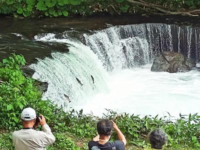 友人誘って北海道へ　３泊4日 　 3日目　摩周湖・さくらの滝・霧多布岬