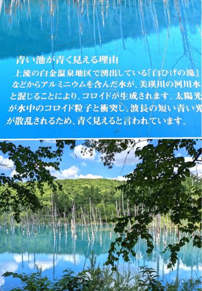 東京から超簡単、日帰り富良野。無料のラベンダー畑は、アジア人客のパラダイス