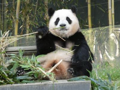 今年2度目のソウル旅行♪－2日目は韓国パンダファミリーに会いに－