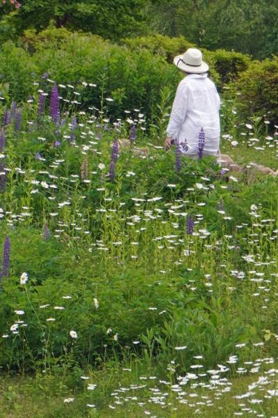 クラブツーリズム 富良野・美瑛と北海道ガーデン街道８つの庭園（7）「十勝ヒルズ」と再びの「真鍋庭園」のコニファー・ガーデンを訪ねる。